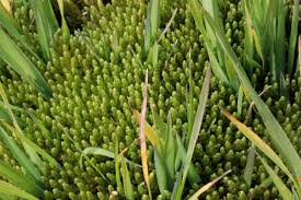 Attēlu rezultāti vaicājumam “Bryum schleicheri”