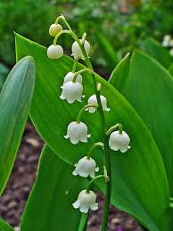 Attēlu rezultāti vaicājumam “Convallaria majalis”