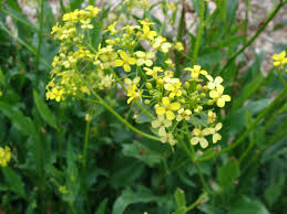 Attēlu rezultāti vaicājumam “Bunias orientalis flower”