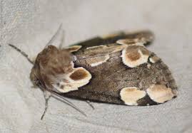 Attēlu rezultāti vaicājumam “Thyatira batis imago”