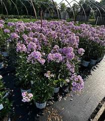 Attēlu rezultāti vaicājumam “Phlox paniculata”