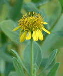 Wetland Plants