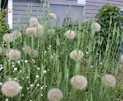 Attēlu rezultāti vaicājumam “Tragopogon heterospermus leaf”