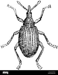 Attēlu rezultāti vaicājumam “Apion sp.”