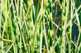Attēlu rezultāti vaicājumam “Schoenoplectus lacustris subsp. glaucus bud”