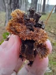 Attēlu rezultāti vaicājumam “Vouauxiomyces santessonii”