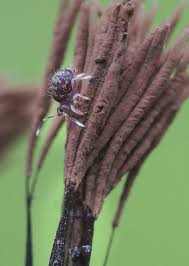Attēlu rezultāti vaicājumam “Stemonitis fusca spores”