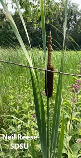 Attēlu rezultāti vaicājumam “Typhaceae”