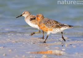 Attēlu rezultāti vaicājumam “Calidris canutus adult”