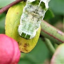 Attēlu rezultāti vaicājumam “Melanchra persicariae larva”