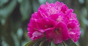 Attēlu rezultāti vaicājumam “rhododendron”