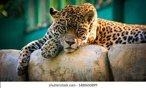 Afbeeldingsresultaat voor cheeta