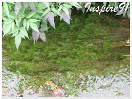 Attēlu rezultāti vaicājumam “Hippuris vulgaris leaf”