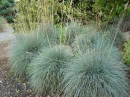 Attēlu rezultāti vaicājumam “Festuca ovina”