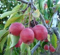 Attēlu rezultāti vaicājumam “Malus prunifolia fruit”
