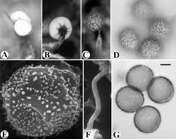 Attēlu rezultāti vaicājumam “Diachea leucopodia young”