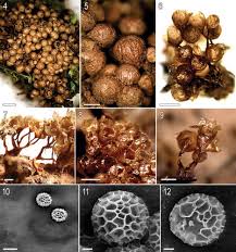 Attēlu rezultāti vaicājumam “Tubifera applanata sessile”