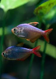 Attēlu rezultāti vaicājumam “Bilimbia tetramera”