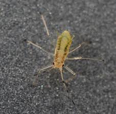 Attēlu rezultāti vaicājumam “Drepanosiphum platanoidis exuvia”