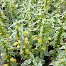 Attēlu rezultāti vaicājumam “Lamiastrum galeobdolon bud”