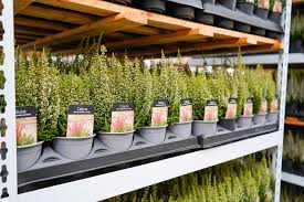 Attēlu rezultāti vaicājumam “Calluna vulgaris bud”