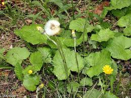 Attēlu rezultāti vaicājumam “Tussilago farfara flower”