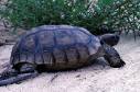 Herp Walk Stop #20: Gopher Tortoise | SREL Herpetology