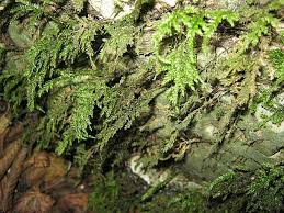 Attēlu rezultāti vaicājumam “Isothecium alopecuroides”