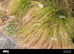 Attēlu rezultāti vaicājumam “Carex remota leaf”