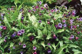 Image result for Pulmonaria Silverado
