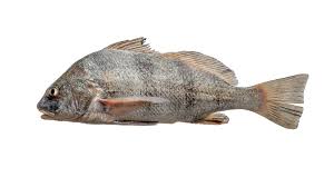 Image result for Pogonias cromis