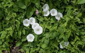 Attēlu rezultāti vaicājumam “Calystegia sepium flower”