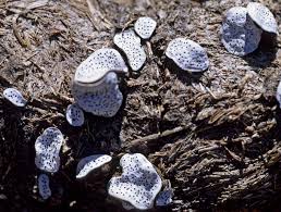 Attēlu rezultāti vaicājumam “Poronia punctata”