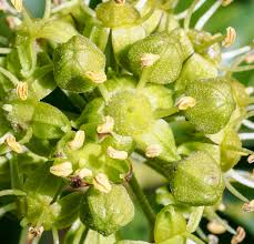 Attēlu rezultāti vaicājumam “Hedera helix  flower”