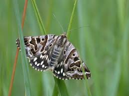 Attēlu rezultāti vaicājumam “Callistege mi”