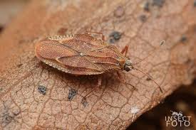 Attēlu rezultāti vaicājumam “Physatocheila smreczynskii”