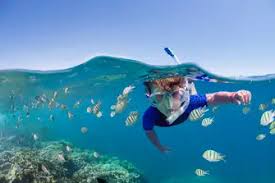Image result for East Snorkellers