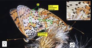 Attēlu rezultāti vaicājumam “Melitaea diamina underside”