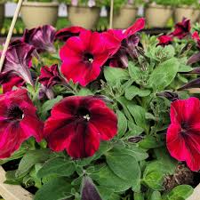 Image result for Petunia