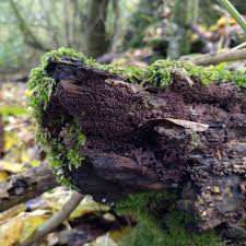 Attēlu rezultāti vaicājumam “Arcyria denudata young”