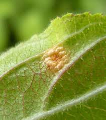 Attēlu rezultāti vaicājumam “Puccinia coronata”