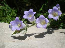 Image result for Campanula formanekiana