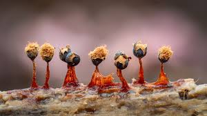 Attēlu rezultāti vaicājumam “Physarum diderma macro”