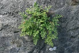 Attēlu rezultāti vaicājumam “Asplenium ruta-muraria”