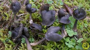 Attēlu rezultāti vaicājumam “Helvella atra”