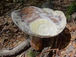 Attēlu rezultāti vaicājumam “Hypomyces chrysospermus”