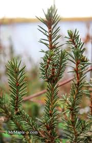 Attēlu rezultāti vaicājumam “Picea abies leaf”
