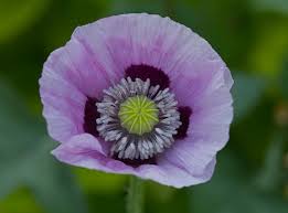 Image result for Papaver somniferum White Cloud