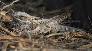 Attēlu rezultāti vaicājumam “Caprimulgus europaeus”