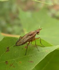 Attēlu rezultāti vaicājumam “Euura acutifoliae”